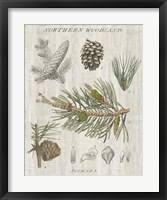 Woodland Chart III Framed Print