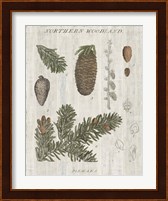 Woodland Chart IV Fine Art Print