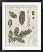 Woodland Chart IV Fine Art Print