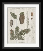 Woodland Chart IV Framed Print