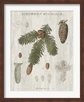 Woodland Chart V Fine Art Print