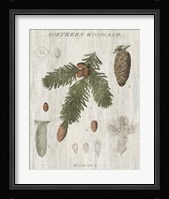 Woodland Chart V Framed Print