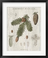 Woodland Chart V Framed Print