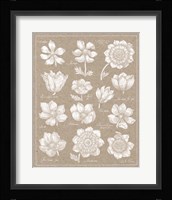 Anemone Plate I Framed Print