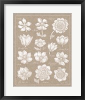 Anemone Plate I Framed Print