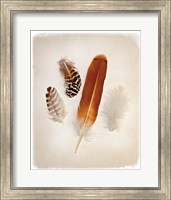 Feather Group I Fine Art Print