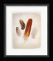 Feather Group I Fine Art Print