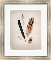 Feather Group II Fine Art Print