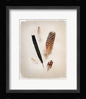 Feather Group II Fine Art Print