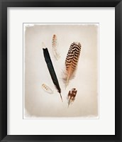 Feather Group II Framed Print
