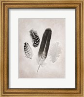 Feather Group I BW Fine Art Print