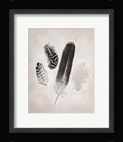 Feather Group I BW Fine Art Print