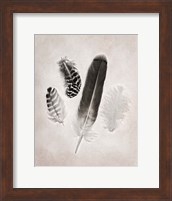 Feather Group I BW Fine Art Print