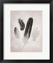 Feather Group I BW Framed Print
