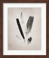 Feather Group II BW Fine Art Print