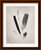 Feather Group II BW Fine Art Print