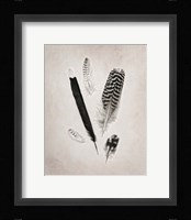 Feather Group II BW Fine Art Print
