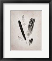Feather Group II BW Framed Print