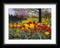 Tulip Garden Fine Art Print
