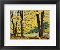 Golden Day, New Hampshire Framed Print