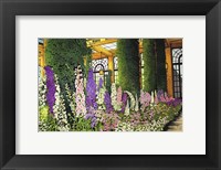 Longwood Gardens - Delphinium, Pennsylvania Fine Art Print