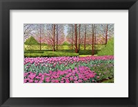 Tulips At Longwood Gardens I, Kennett Square Pa Fine Art Print