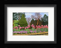 Tulips At Longwood Gardens III, Kennett Square Pa Fine Art Print