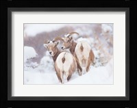 Bighorns Two Fine Art Print