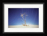 Bright Cottonwood Drum Fine Art Print