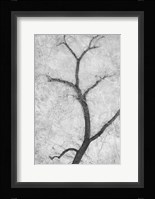 Cottonwood Form Fine Art Print