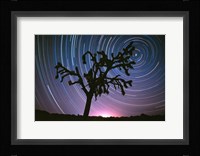 Joshua Tree North Star Fine Art Print