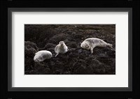 Lounging Seals Framed Print