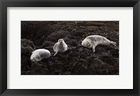 Lounging Seals Framed Print
