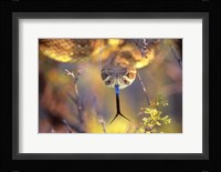 Rattle Fine Art Print