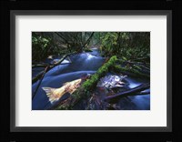 Salmon Trapped Framed Print