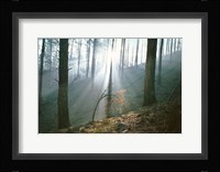 Smoke Forest Fine Art Print