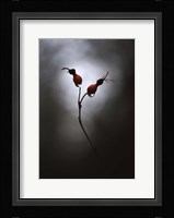 Rose Hips Fine Art Print