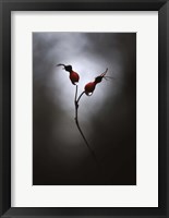 Rose Hips Fine Art Print