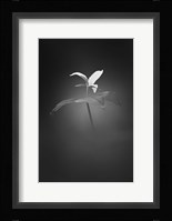 Trillium Pastel 1 Fine Art Print