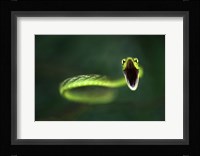 Vine Snake Fine Art Print