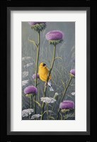 Goldfinch Fine Art Print