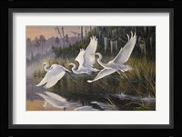 Morning Departure Egrets Fine Art Print