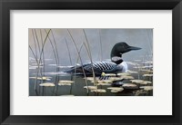 Loon In Reeds Fine Art Print