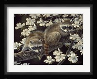 Dogwood Hideout - Young Raccoons Fine Art Print