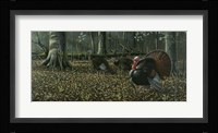 The Suitor - Wild Turkeys Fine Art Print