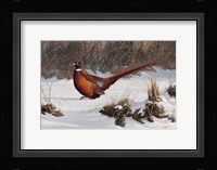 Winter Walk Pheasant Fine Art Print
