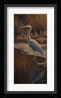Heron Wading Fine Art Print