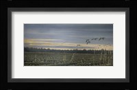 Canada Geese Fine Art Print