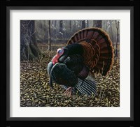 The King Of Spring - Wild Turkey Fine Art Print