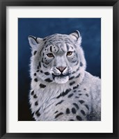 Young Snow Leopard Fine Art Print
